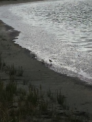 Charadrius semipalmatus