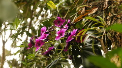 Meriania nobilis