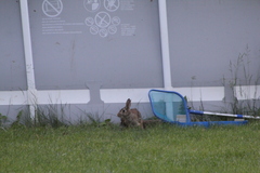 Sylvilagus floridanus