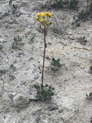 Packera streptanthifolia