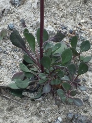 Packera streptanthifolia