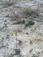 Packera streptanthifolia