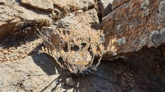 Dudleya abramsii abramsii