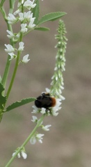 Bombus lapidarius