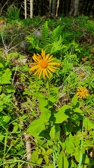 Doronicum austriacum
