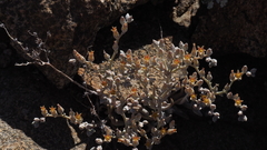 Dudleya abramsii abramsii