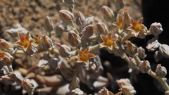 Dudleya abramsii abramsii