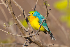 Passerina leclancherii