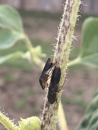 Homalodisca vitripennis image