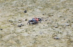 Uca maracoani