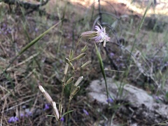 Silene verecunda