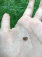 Novisuccinea ovalis