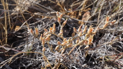 Dudleya abramsii abramsii
