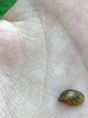 Novisuccinea ovalis