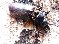 Stenodontes exsertus