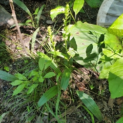 Platanthera flava flava