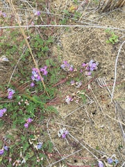 Astragalus bodinii