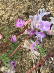 Astragalus bodinii