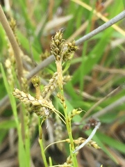 Carex krausei