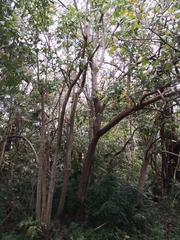 Erythrina ×sykesii