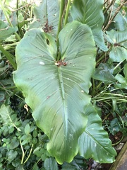 Zantedeschia