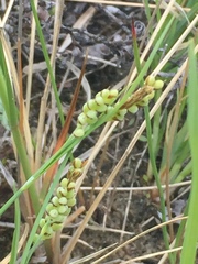 Carex garberi