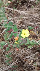 Camissoniopsis cheiranthifolia cheiranthifolia
