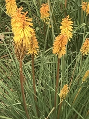 Angiospermae