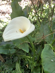 Zantedeschia