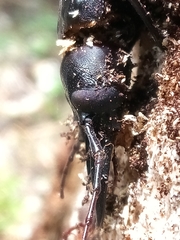 Stenodontes exsertus