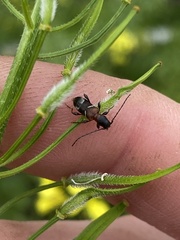 Phymatodes nitidus
