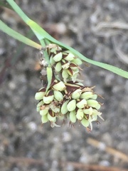 Carex bicolor