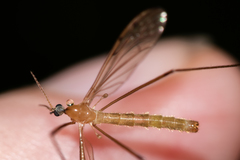 Limonia phragmitidis