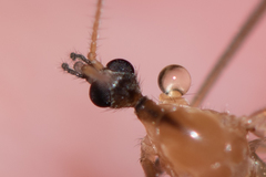 Limonia phragmitidis