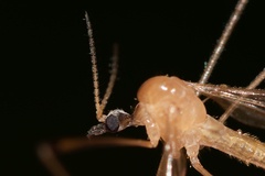 Limonia phragmitidis