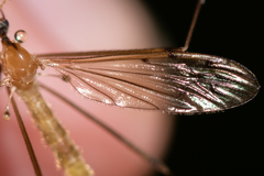 Limonia phragmitidis