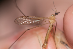 Limonia phragmitidis