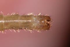 Limonia phragmitidis