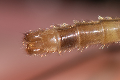 Limonia phragmitidis