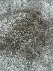 Suaeda calceoliformis