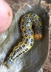 Epicorsia oedipodalis