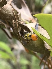 Epicorsia oedipodalis