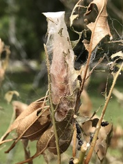 Epicorsia oedipodalis