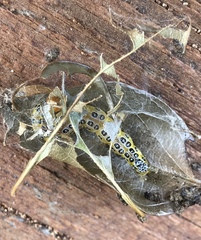 Epicorsia oedipodalis