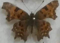 Polygonia c-album