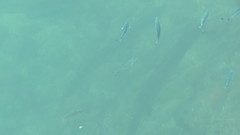 Caesio varilineata