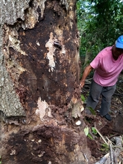 Stenodontes exsertus