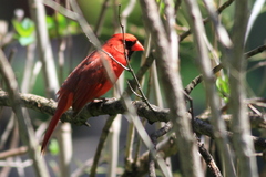 Cardinalis