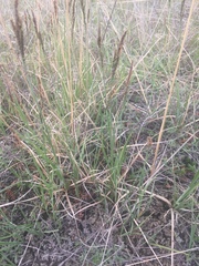 Carex parryana