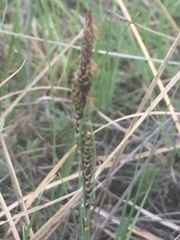 Carex parryana